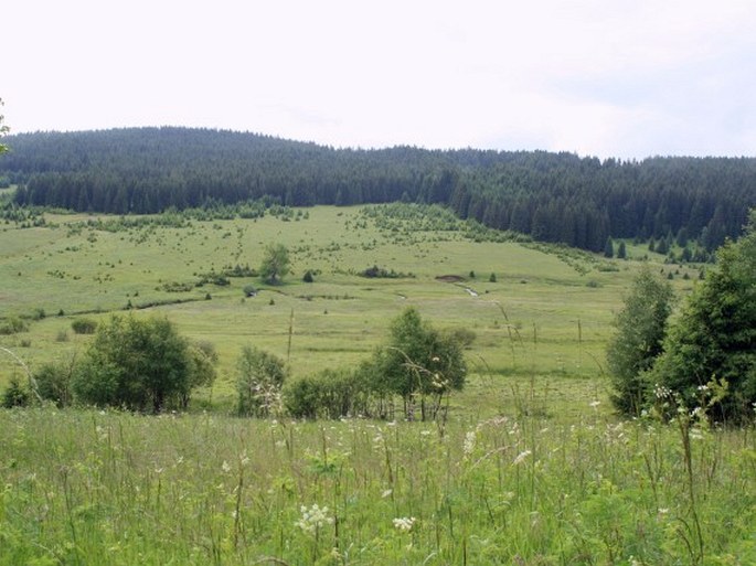 Údolí Křemelné u bývalého Zhůří