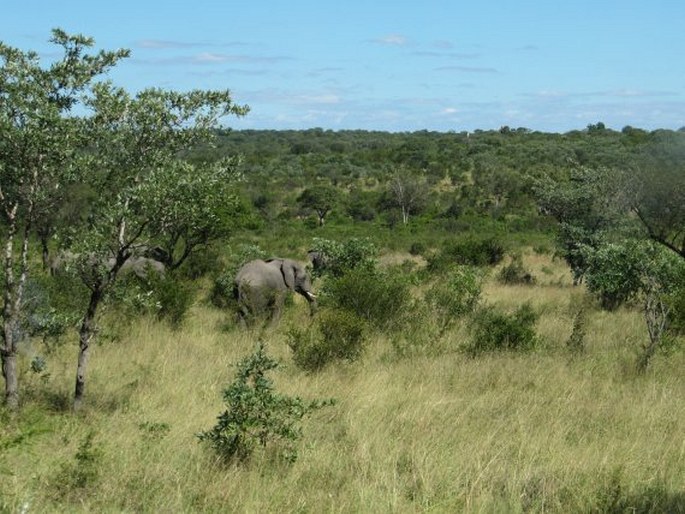 Kruger National Park