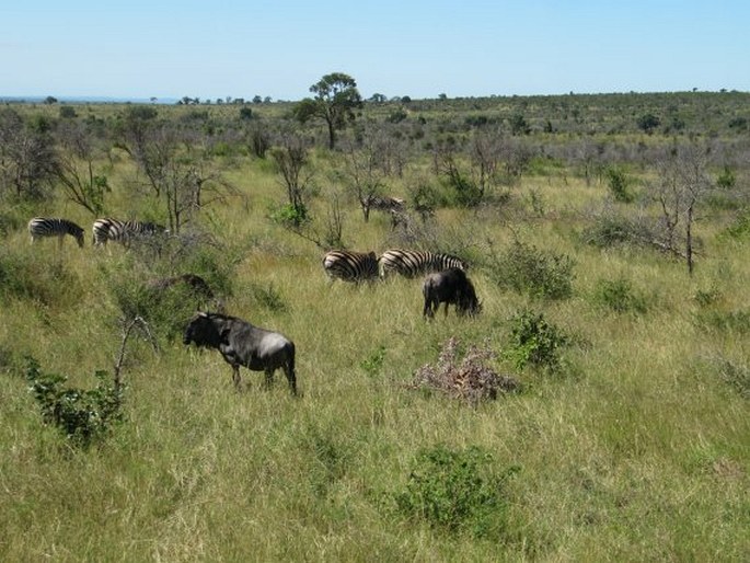 Kruger National Park