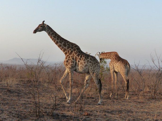 Kruger National Park