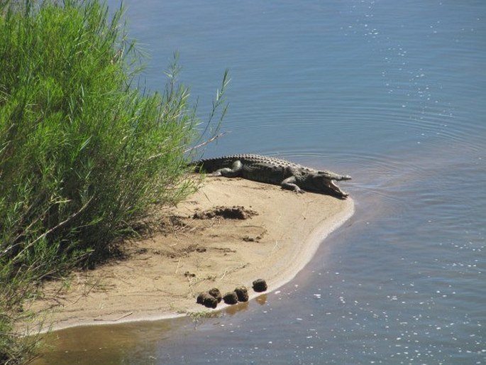 Kruger National Park