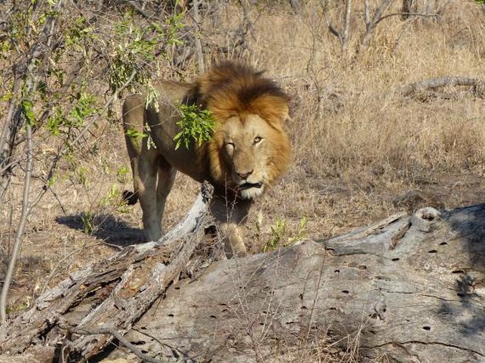 Kruger National Park