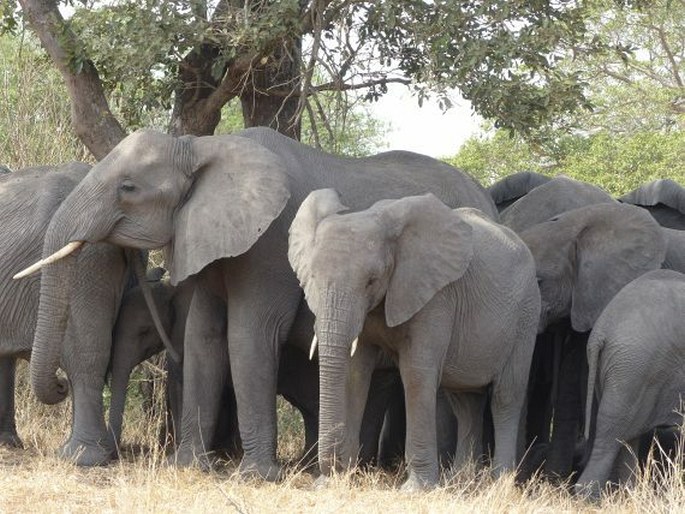 Loxodonta africana