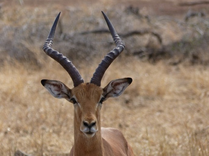 Kruger National Park