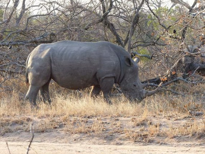 Kruger National Park