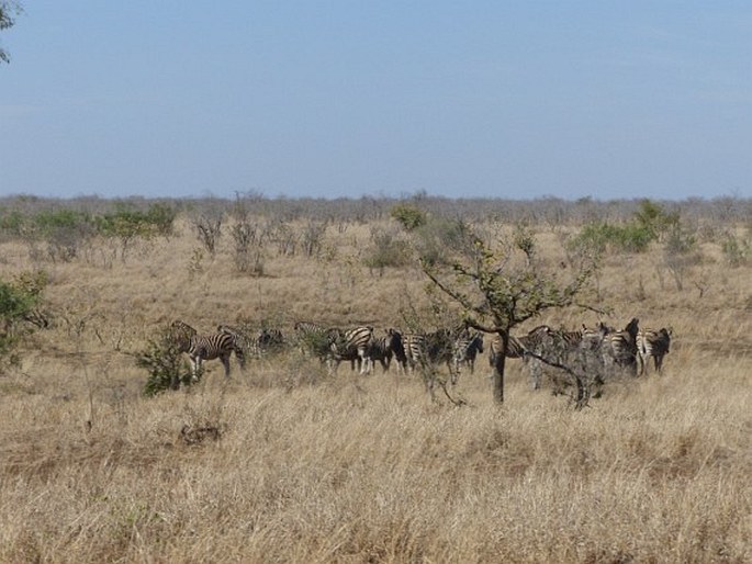 Kruger National Park