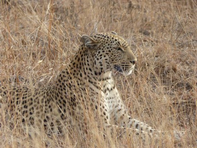 Kruger National Park