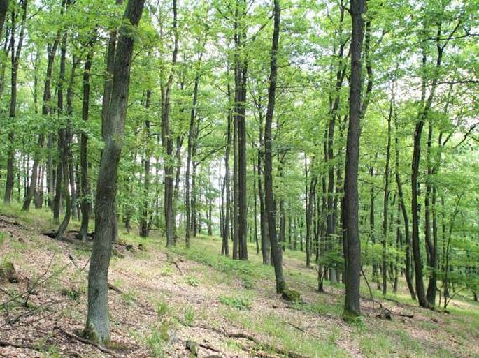 Hustopečská pahorkatina, Kukle - národní přírodní památka