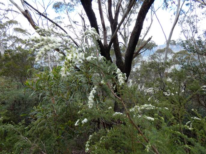 Kunzea ambigua