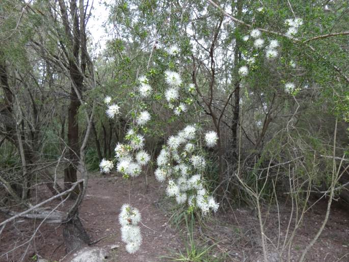 Kunzea ambigua