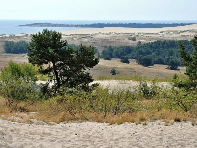 Litva, Kurská kosa - Kuršių nerija