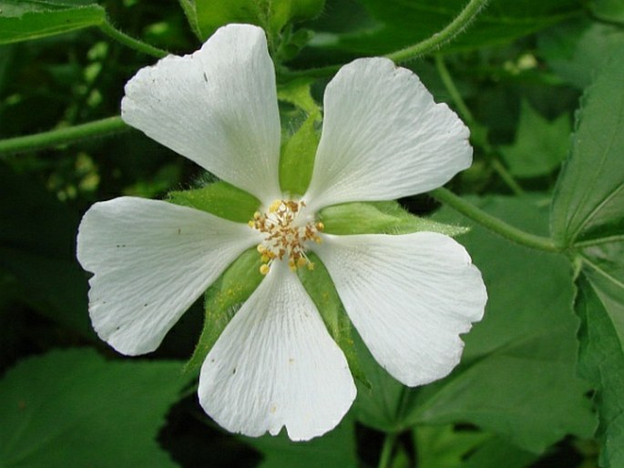 KITAIBELA VITIFOLIA Willd. – proskurnice révolistá