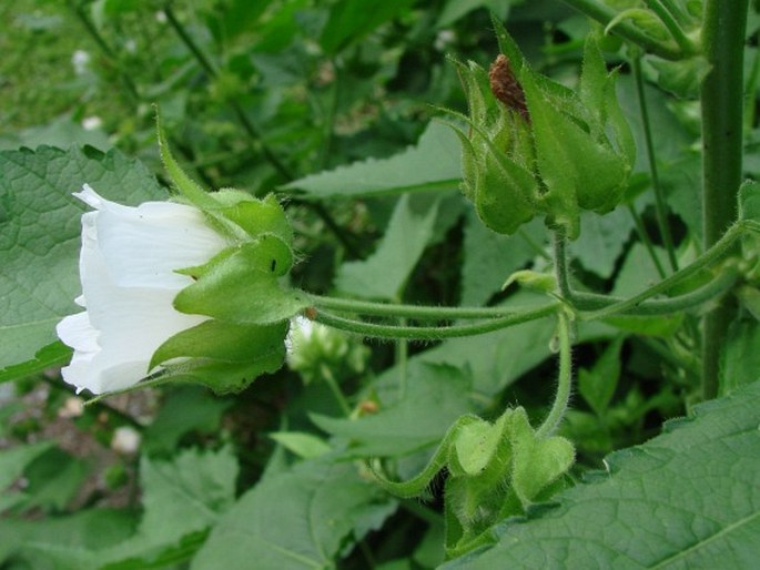 Kitaibela vitifolia