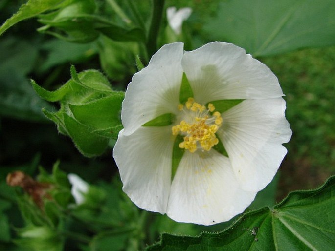 Kitaibela vitifolia