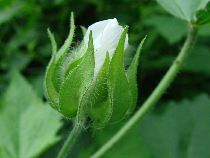 Kitaibela vitifolia