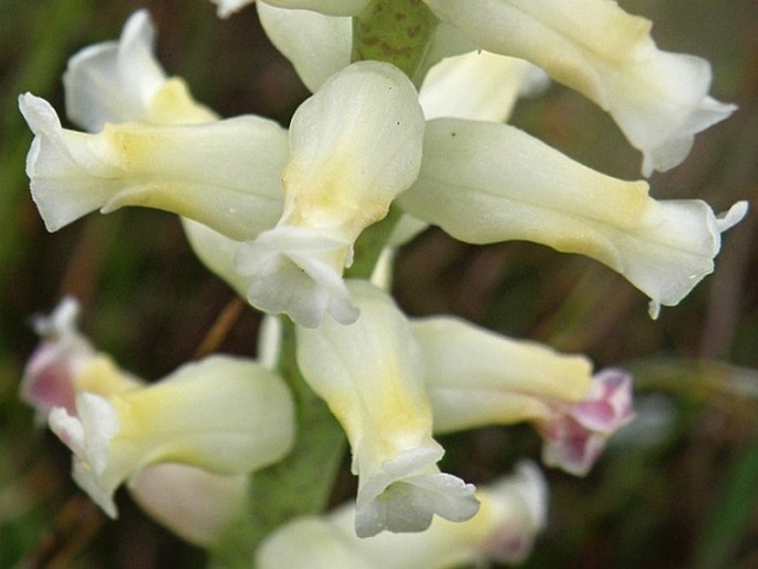 Lachenalia capensis