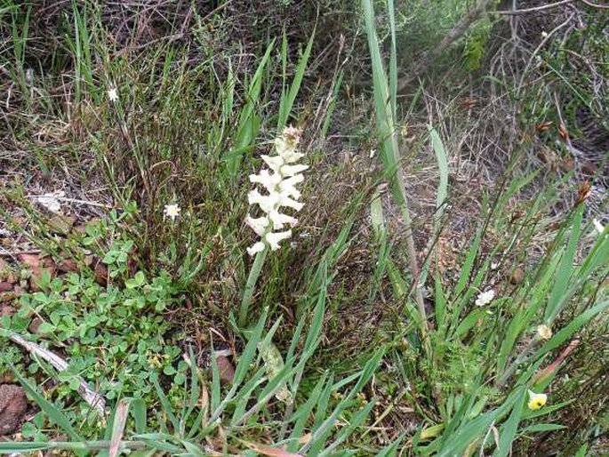 Lachenalia capensis