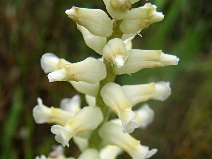 LACHENALIA CAPENSIS W. F. Barker