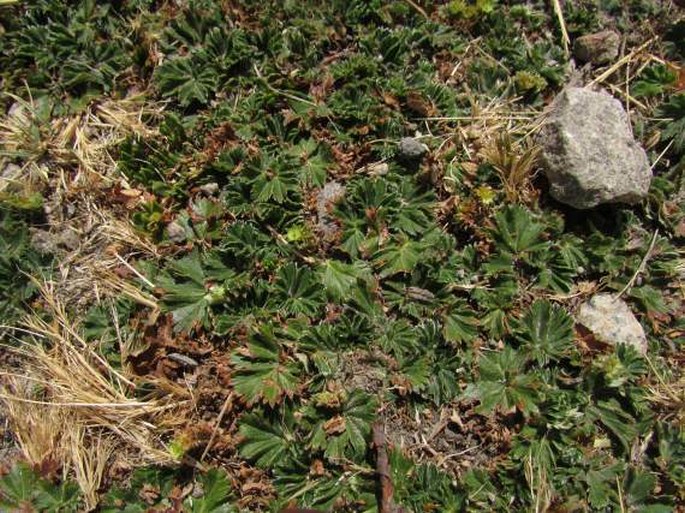 Lachemilla orbiculata