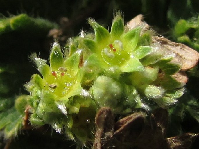 Lachemilla orbiculata