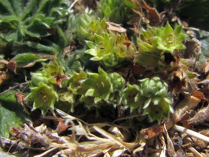 Lachemilla orbiculata