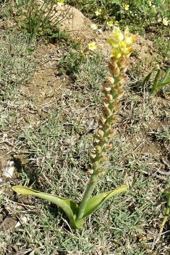 Lachenalia longibracteata