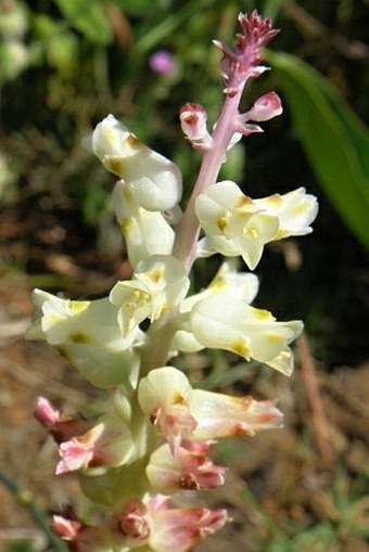 Lachenalia longibracteata