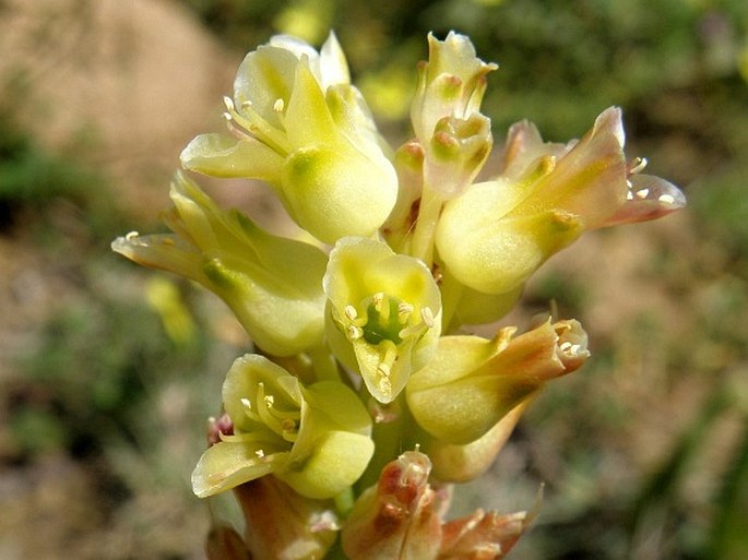 LACHENALIA LONGIBRACTEATA E. Phillips