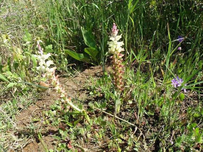 Lachenalia longibracteata