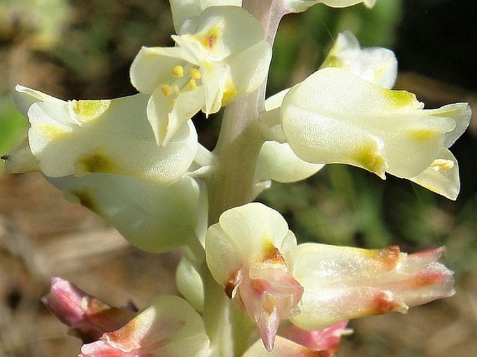 Lachenalia longibracteata