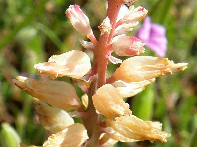 Lachenalia longibracteata