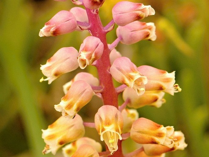 LACHENALIA PALLIDA Aiton