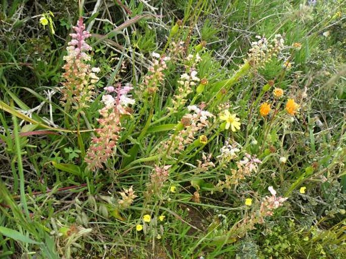 Lachenalia pallida