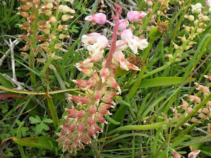 Lachenalia pallida