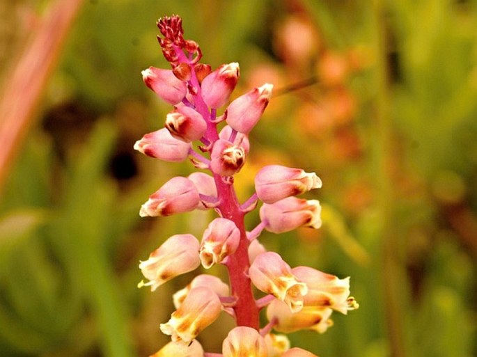 Lachenalia pallida