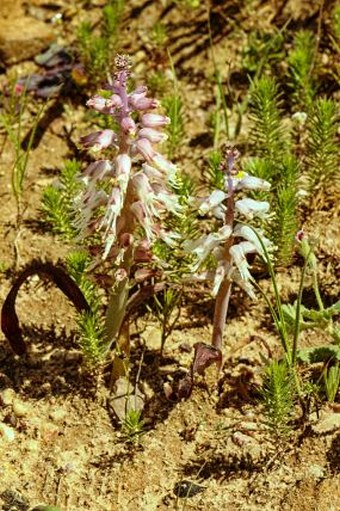 Lachenalia stayneri