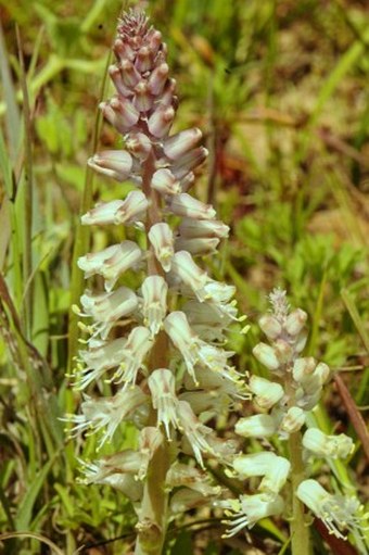 Lachenalia stayneri