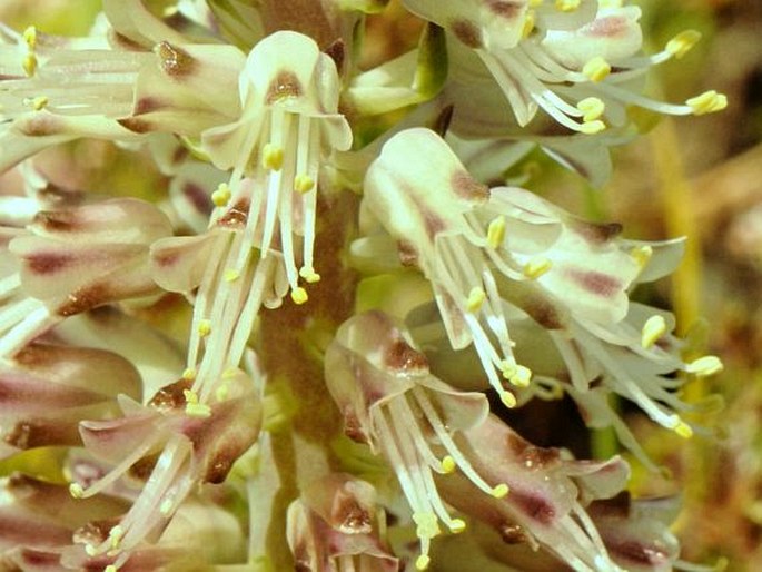 Lachenalia stayneri