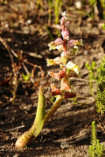 Lachenalia variegata