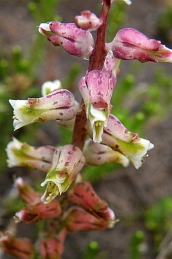 Lachenalia variegata