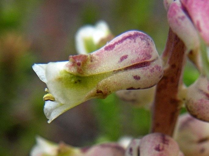 Lachenalia variegata