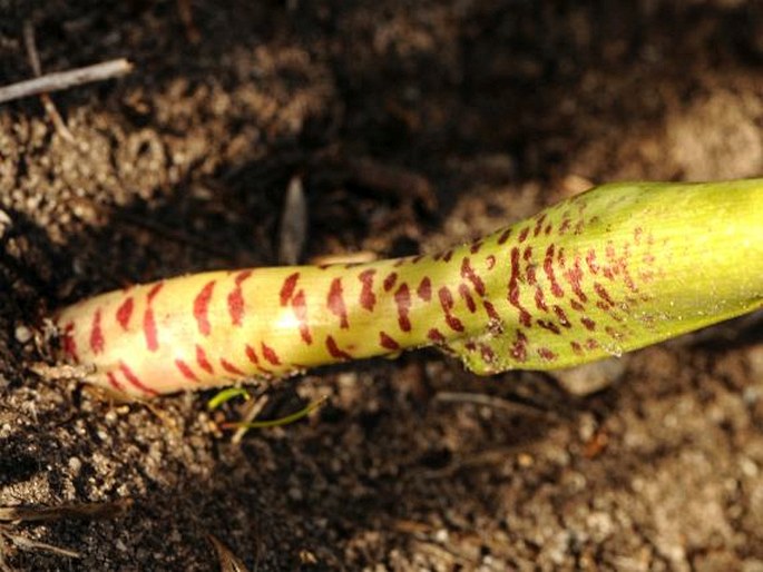 Lachenalia variegata