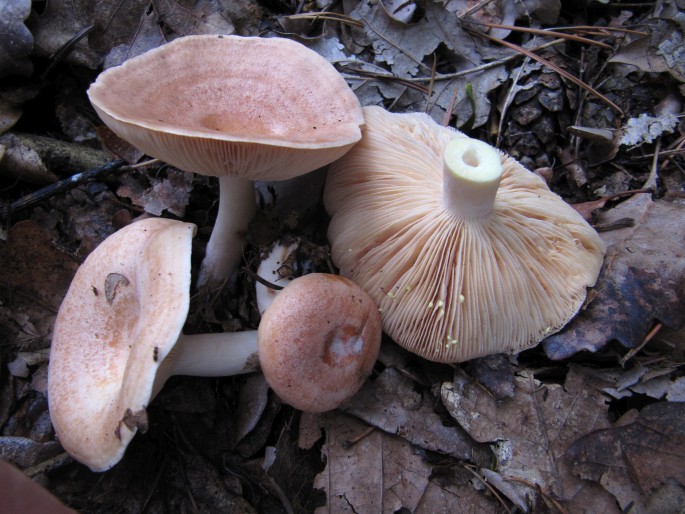 Lactarius chrysorrheus