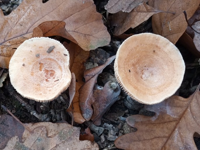 Lactarius chrysorrheus