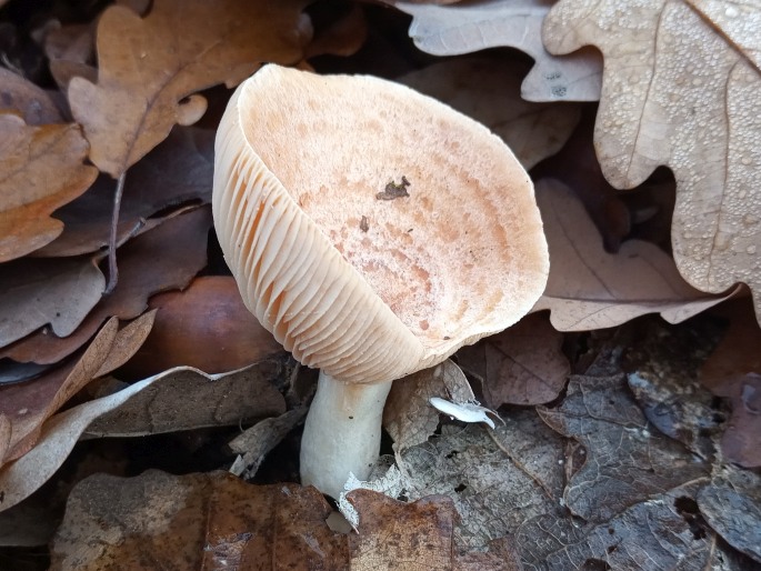 Lactarius chrysorrheus