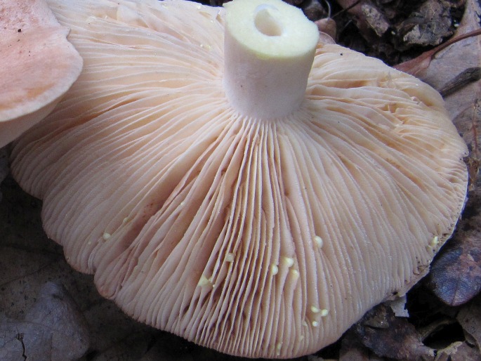 Lactarius chrysorrheus