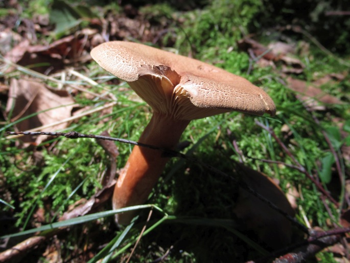 Lactarius helvus