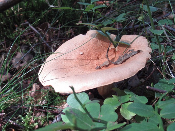 Lactarius helvus