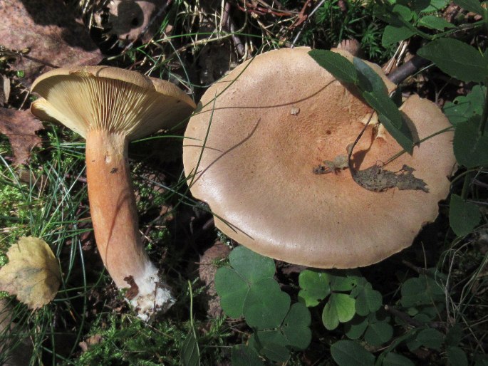 Lactarius helvus