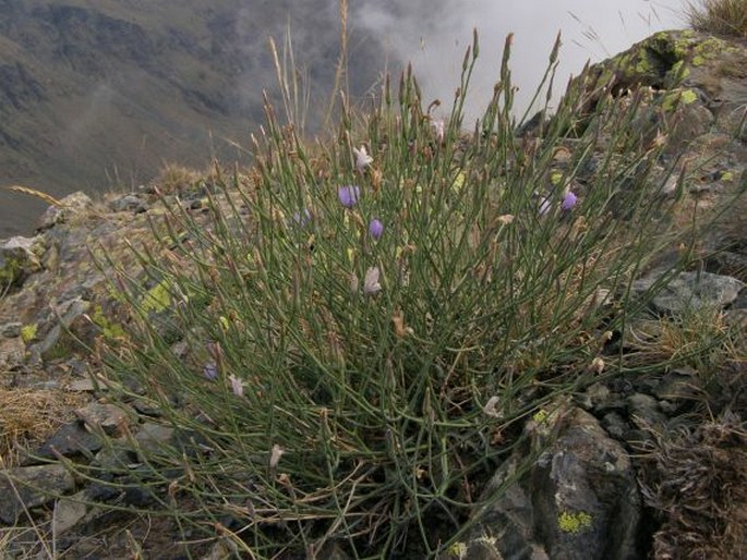 Lactuca intricata